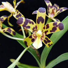 Image result for Ansellia africana