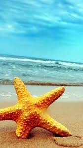 Star Fish Wallpapers Download Mobcup .photos, starfish sea, starfish sea water, sea starfish, sea and starfish, hd beach sea sky, sea background images, sea photos, sea sea picture blue sea image free download sea shell with pearl beautiful sea scenery mountain sea sea fish images sea waves. mobcup