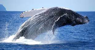 The Whale Migration 5 Best Whale Watching Sites In Southern Africa Whale Whale Migration Whale Watching