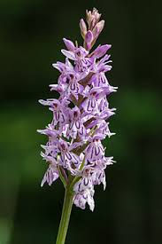 An integrated system of classification of flowering plants (english). Dactylorhiza Fuchsii Wikipedia