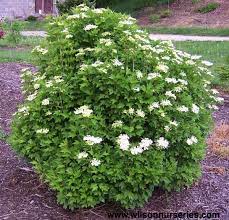 This is a compact cultivar of the original american cranberry viburnum. Alfredo Compact American Cranberrybush Viburnum Wilson Nurseries