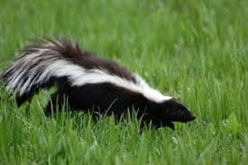 For countertops and ceramic tile, try using diluted bleach. Tips To Keep Skunks Out Of Your Yard