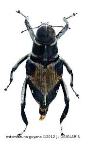 Macrocopturus Rhombifer Heller 1895 En 2020 Insectes
