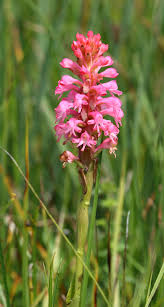 Image result for Satyrium