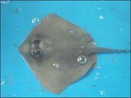 Sama anak durhaka dikutuk jadi mirip anjing. 6800 Gambar Binatang Ikan Pari Gratis Terbaik Gambar Hewan