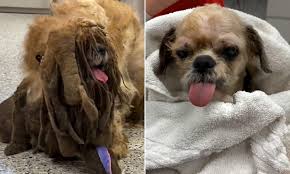 We did not find results for: Kansas Animal Shelter Transforms Matted Shih Tzu Who Struggled To Walk Daily Mail Online