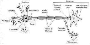 Axons Physiopedia