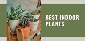 Although not all of these plants have been completely proven to absorb radiation exposure. Top Ten List Of Best Indoor Plants For Clean Air The Tree Shop