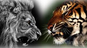 Check spelling or type a new query. Lion Versus Tiger Fight Dinoanimals Com