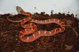 As blood tackles his complicated feelings, razz is left desperate as his insecurities shine through well done bloodred. Weze Zbozowe Zbozowki Pied Sided N O Jedyne W Pl 6415612748 Oficjalne Archiwum Allegro
