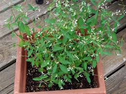 Velg fra 3,503 produkter denne uken. Euphorbia Diamond Frost Cuttings In Water