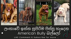 May 23, 2021 · ban vs sl 1st odi: Sri Lankan American Bully Dogs Sri Lanka Ceylonbullyhouse Tiktok New Bully Dogs Youtube