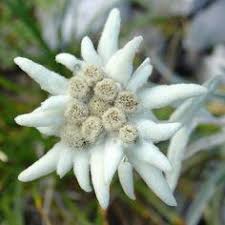 Din acest motiv ea a fost declarată monument al naturii și este ocrotită prin lege încă din 1931. 250 Runolist Ideas In 2021 Edelweiss Flower Edelweiss Alpine Flowers