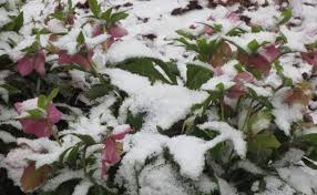 Maybe you would like to learn more about one of these? Know About Blooming Seasons Of Popular Flowers Seasonal Flowers