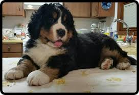 This dog breed is a sweet. Bugziere Bernese