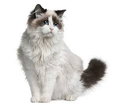 Get answers to common questions like these along with everything you need to know about so, when reading this ragdoll cat breed description be sure to keep in mind if you adopt a ragdoll cat, s/he could have all these traits, some of them or none at all. Are Ragdoll Cats Hypoallergenic Here S An In Depth Review