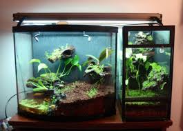 A Small Vampire Crab Set Up Frog Terrarium Whites Tree Frog Tree Frog Terrarium
