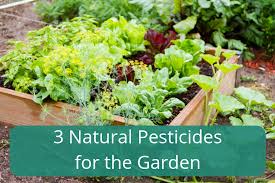 Call today for a free quote. 3 Natural Pesticides For The Garden Our Inspired Roots