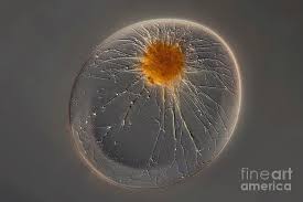 Image result for Pycnospora