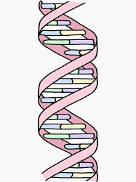 Pastel Dna Strand Sticker By Andilynnf Dna Art Science Stickers Dna Drawing