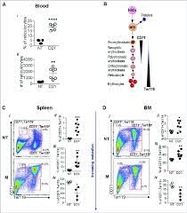 Melanoma Growth Alters Rbc Generation In The Spleen And Bone Marrow Download Scientific Diagram