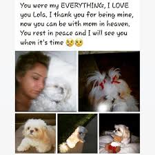 What do you need to know about pet cremation? Cal Pet Crematory 146 Photos 246 Reviews Pet Cremation Services 9595 Glenoaks Blvd Sun Valley Ca Phone Number Yelp