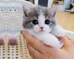 baby cats cute and funny cat videos compilation cute cat wallpaper cute baby cats baby cats