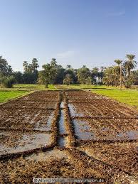 Irrigated Field Picture Photo Nile Valley Egypt Egypt Tours Egypt Nile
