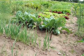 Maybe you would like to learn more about one of these? Einen Bio Garten Pachten Gut Birkenmoor