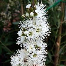 Image result for Annickia ambigua