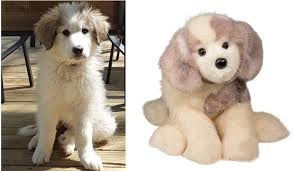 Great pyrenees puppies ready to go now $300 a piece they are raised with goats!! Meet River The Inspiration Behind Douglas Great Pyrenees Dog Douglas Toys