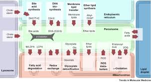 Peroxisomes, glyoxysomes, and glycosomes are cell organelles that are collectively named microbodies. Staying In Healthy Contact How Peroxisomes Interact With Other Cell Organelles Trends In Molecular Medicine