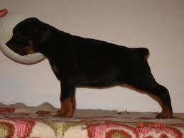 Our goal is to produce healthy and strong pups with sound temperaments suitable for pet homes, sport or show. Doberman Pinscher Puppies Dog Kennel
