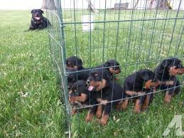 To find rottweiler puppies for sale in illinois browse our list below. Rottweiler Puppies For Sale In Illinois Dogs Breeds And Everything About Our Best Friends
