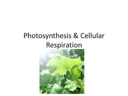 Check spelling or type a new query. Photosynthesis And Plant Cells Photosynthesis And Plant Cells Ppt Download