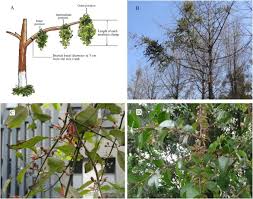 Image result for Agelanthus natalitius