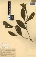 Image result for Rothmannia longiflora