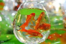 Red Fish For New Year In Iran Stemless Wine Glass Wine Glass Red Fish