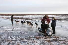 Brutal rough': Fast and icy Kuskokwim 300 awaits winner Sunday - Anchorage  Daily News