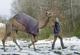 'what happened next?' crossword clue. Q A With Einstein The Snow Camel The Star Of Last Week S Snowstorm The Morning Call