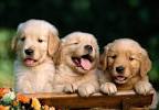 15 Most Affectionate Dog Breeds for Emotional Support ...