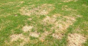 5 Tips To Keep Your Grass From Getting Those Gross Brown Spots Lawn Treatment Lawn Care St Augustine Grass