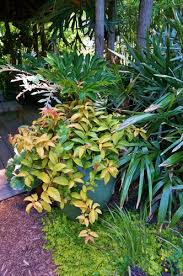 Image result for Pereskia aculeata