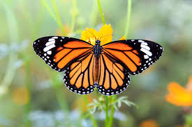 We did not find results for: Butterfly Symbolism And Meaning In World Culture Shop Lc