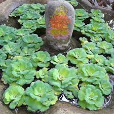 Image result for Pistia