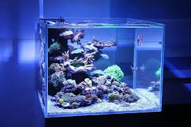 Maybe Make More One Sided Like This Saltwater Aquarium Saltwater Aquarium Fish Reef Aquarium