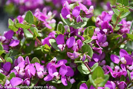 Image result for Polygala stenopetala