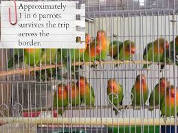 Buy, sell and adopt macaws birds near you. The Truth About The Exotic Bird Trade Will Make You Rethink Buying A Parrot In The Pet Shop One Green Planet