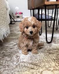 Lil Mil Cavapoochon On Instagram I M Home Love Her Milliemycavapoochon Cavapoochonpuppy Puppies And Kitties Cavapoochon Poochon Puppies