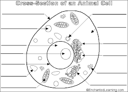Plant cells contain an additional organelle, the chloroplast, which is the site of photosynthesis. Https Www Lhschools Org Downloads Plant 20animal 20cell 20diagrams Pdf